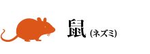 鼠(ネズミ)